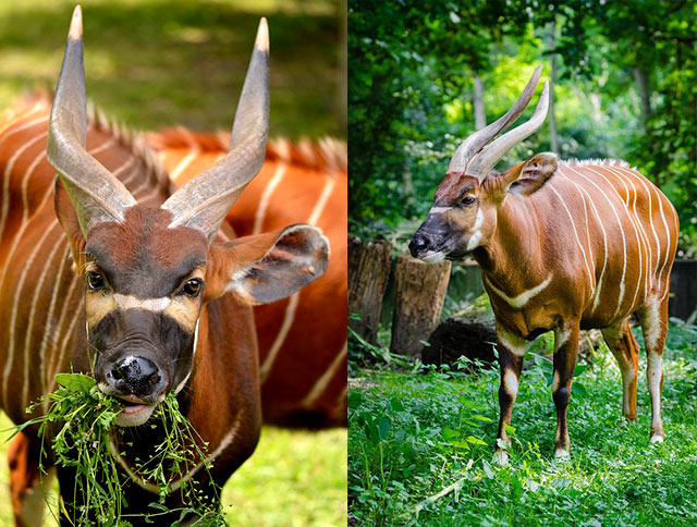 Bongo