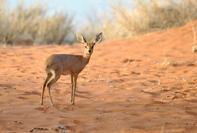Dik-dik