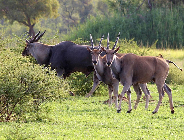 Eland