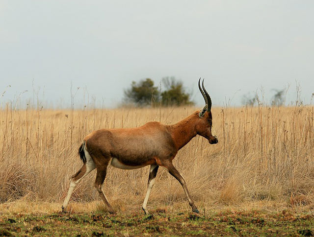 Brokbock