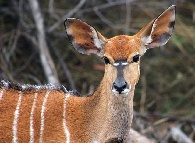 Mindre kudu