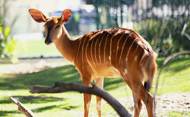 Nyala