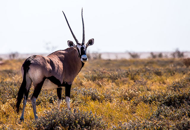 Oryx gemsbock