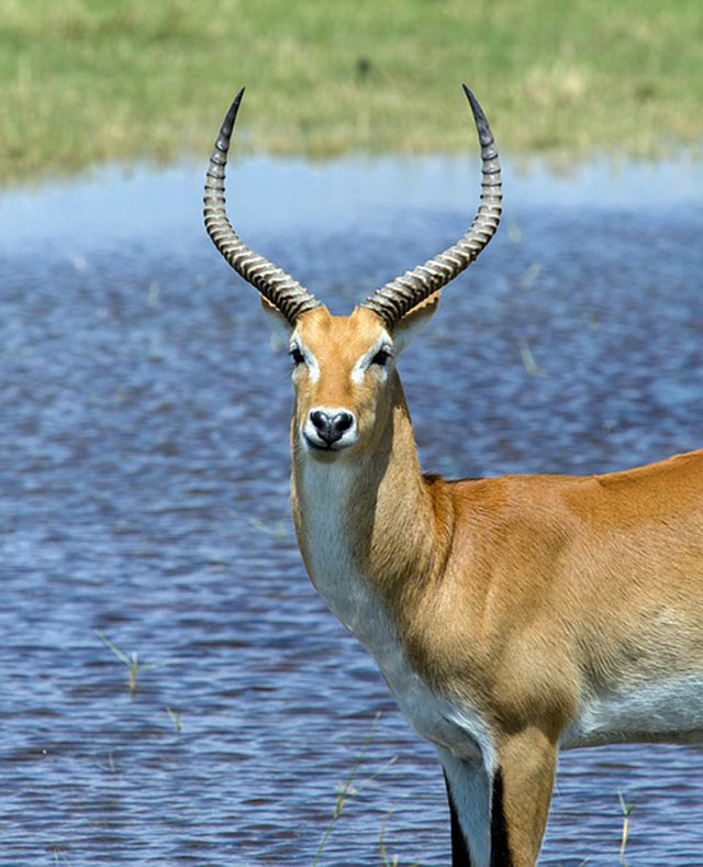 Puku