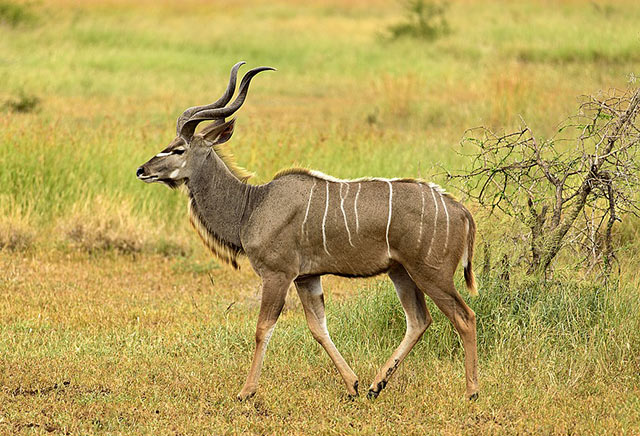 Större kudu